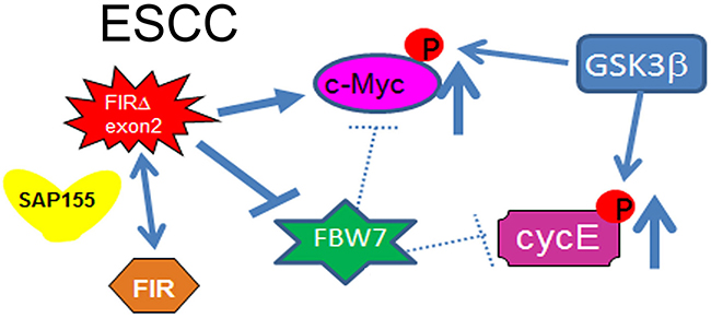 Cyclin E expression in ESCC in terms of the potential interaction between FIR/FIR&#x0394;exon2 and FBW7.