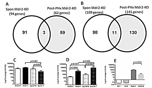 Gene expression profiling of the post-PHx and spontaneous tumors from Mdr2-KO mice.