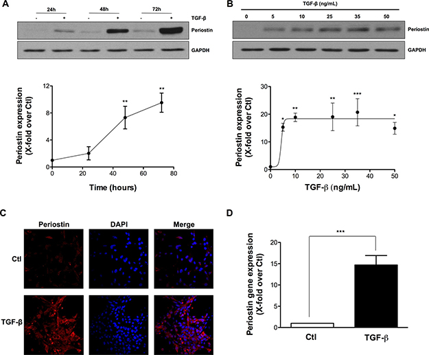TGF-&#x03B2; induces periostin expression in U-87 MG Cells.