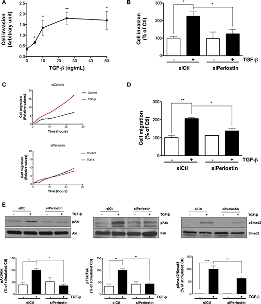 Periostin regulates TGF-&#x03B2;-induced U-87 MG cell invasion, cell migration and Smad2, Akt and Fak signaling pathways.