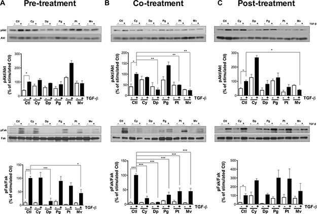 Anthocyanidins alter Akt and Fak signaling pathways.