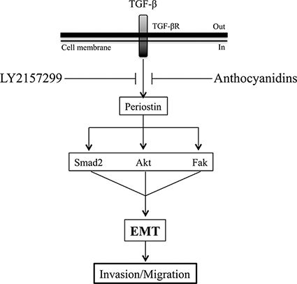 Schematic representation of anthocyanidin and Galunisertib effects on TGF-&#x03B2;-induced EMT in U-87 MG cells.