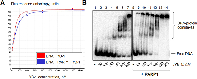 YB-1 and PARP1 are able to form a heteromeric complex with damaged DNA.