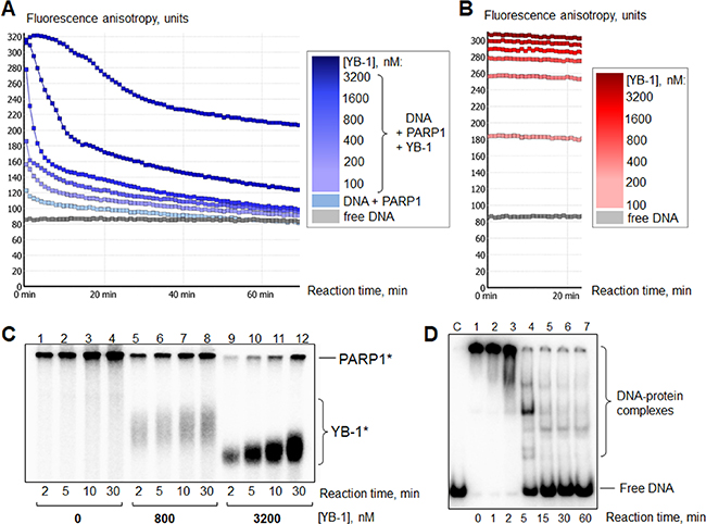 YB-1 is a preferable target of poly(ADP-ribosyl)ation.