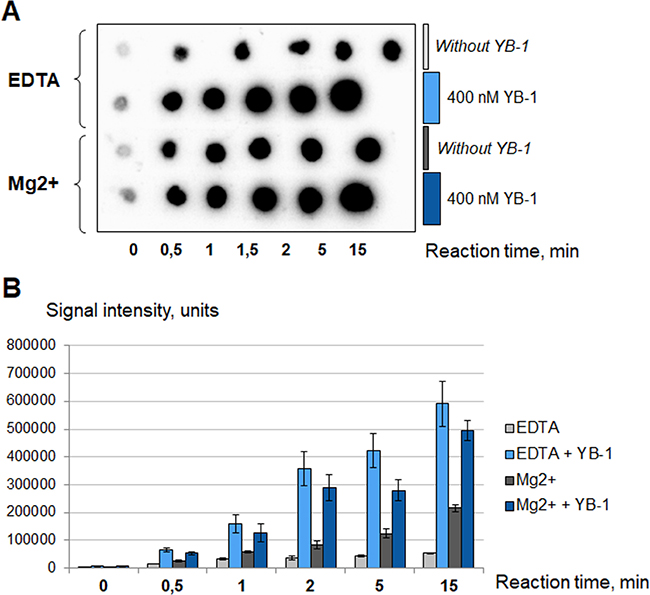 YB-1 stimulates PARP1 activity in the absence of magnesium.