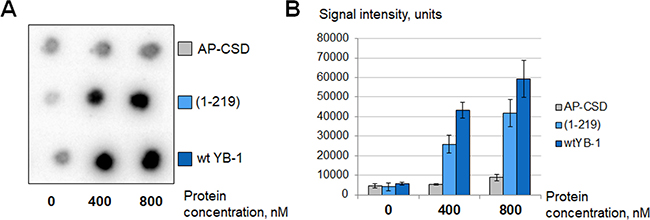 C-terminal domain of YB-1 is necessary for PARP1 stimulation.