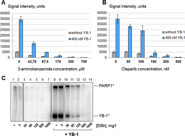 YB-1 stimulates PARP1 activity in the presence of PARP1 inhibitors.