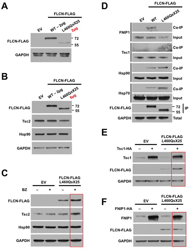 FLCN-L460QsX25 mutant interacts with and is stabilized by Tsc1.
