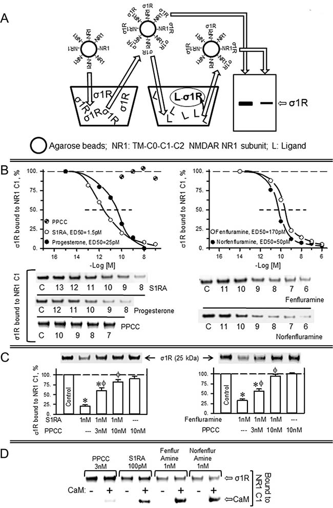 Fenfluramine and norfenfluramine disrupt the association of &#x03C3;1Rs with NR1 subunits of NMDA receptors.