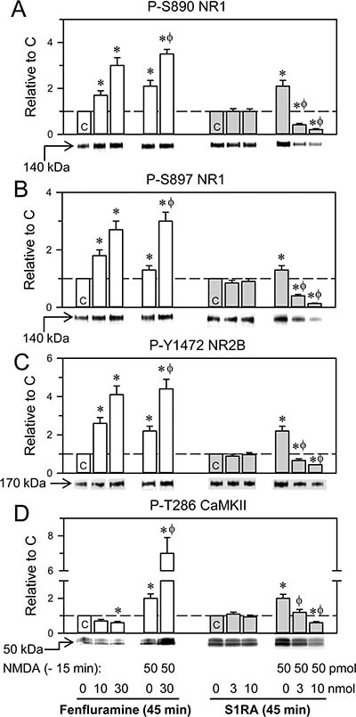 Effects of fenfluramine and S1RA on phosphorylation associated with the NMDAR/CaMKII pathway.