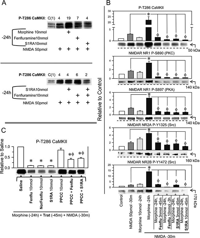 Effect of fenfluramine and S1RA on the overactivity of NMDARs promoted by NMDA in morphine-primed mice.