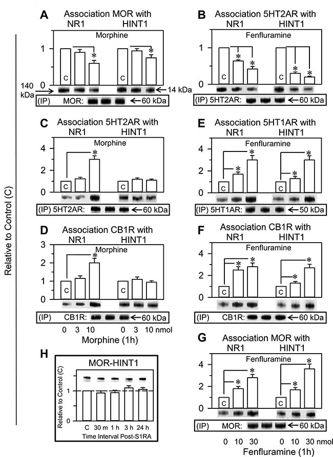 Fenfluramine transfers control of NMDARs and HINT1 proteins to other GPCRs such as 5HT1ARs, CB1Rs or MORs. Comparative study with morphine and S1RA.