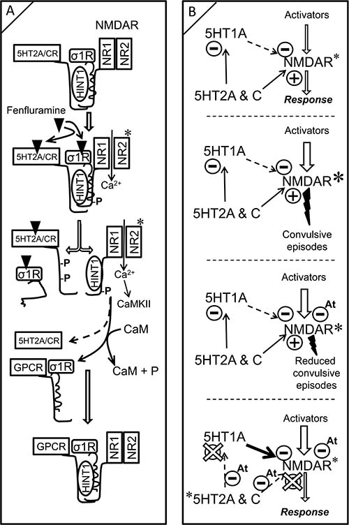 Modeling fenfluramine activity at 5HT2A/C and &#x03C3;1 receptors. Influence on negative control of NMDAR function by the 5HT1A receptor.