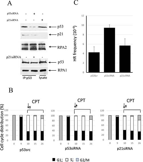 Involvement of p53 in the regulation of CPT-induced RPA2 phosphorylation and homologous recombination in U2OS cells.