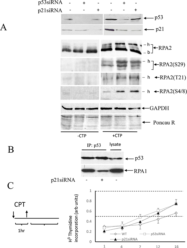 Effect of p53 or p21Waf1 siRNA depletion on RPA2 phosphorylation and stability of p53 complex with RPA.