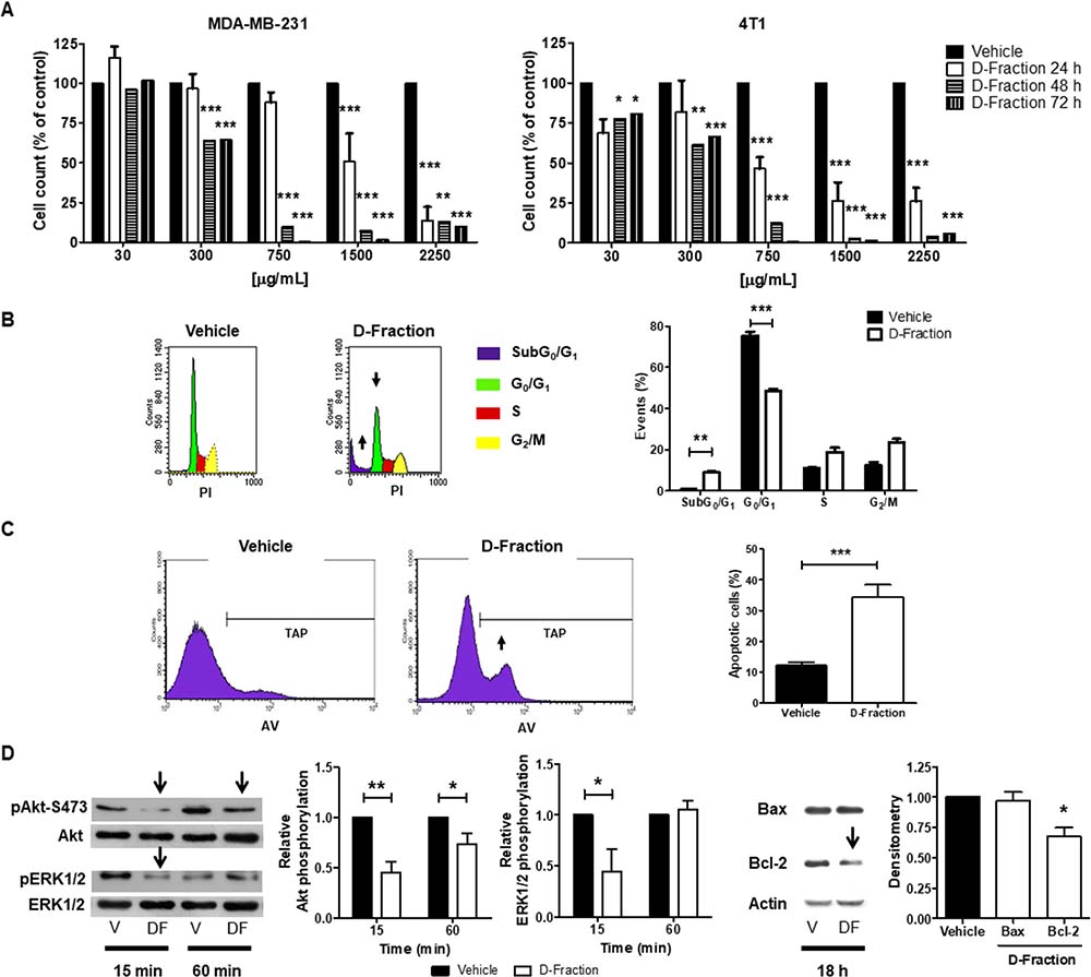 Maitake D-Fraction decreases the viability of TNBC MDA-MB-231 and 4T1 cells through apoptosis induction.