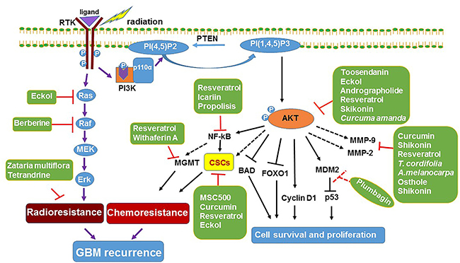 Mechanism of natural product based sensitization of GBM.