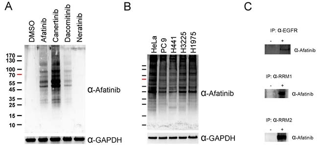 Covalent labeling of cellular proteins in cells by afatinib.