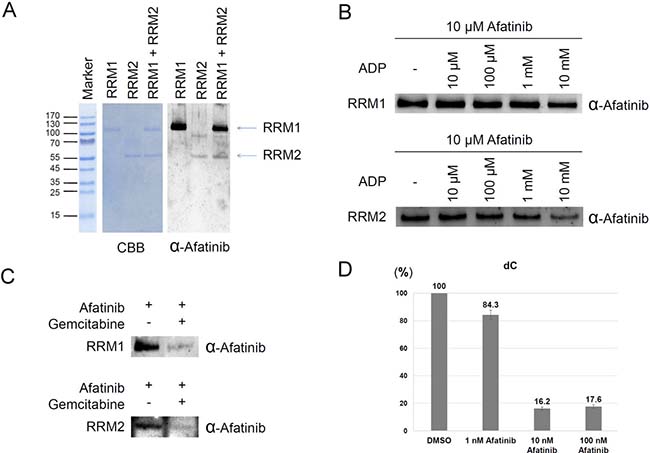 Ribonucleotide reductase as a direct target of afatinib.