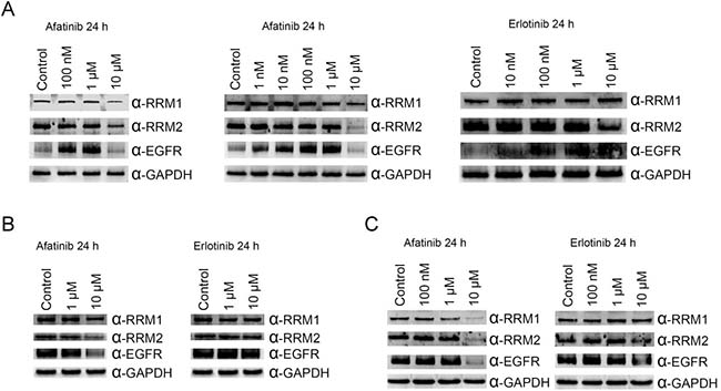 Effects of afatinib and erlotinib on ribonucleotide reductase and EGFR protein levels in different cells.