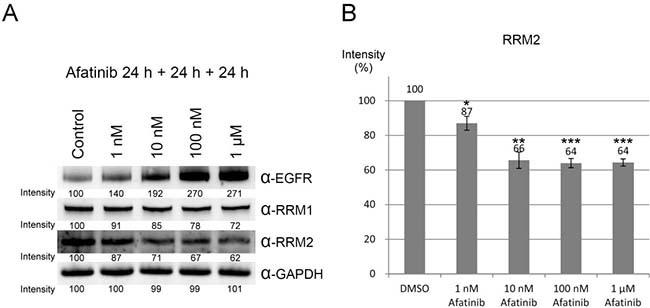 Downregulation of ribonucleotide reductase by long-term treatment of afatinib.