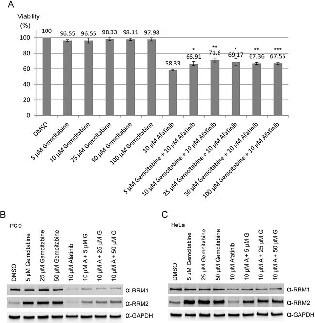 Combination treatments of afatinib and gemcitabine in PC-9 cells.