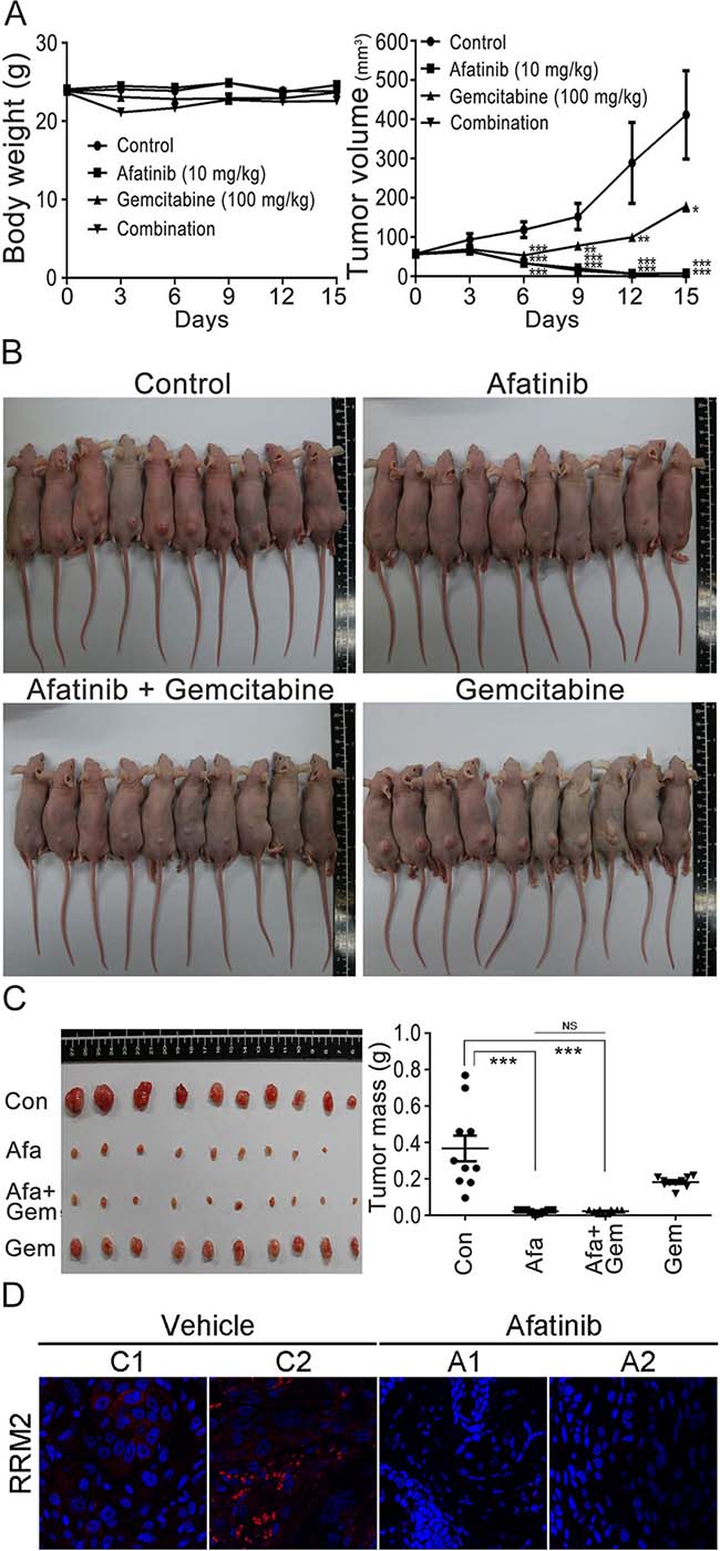 Combination treatments of afatinib and gemcitabine in nude mice.