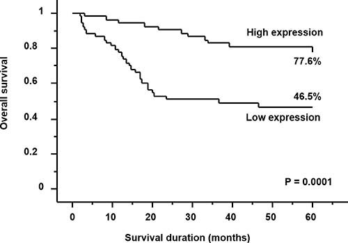 Kaplan&#x2013;Meier survival curves for patients with gastric cancer.