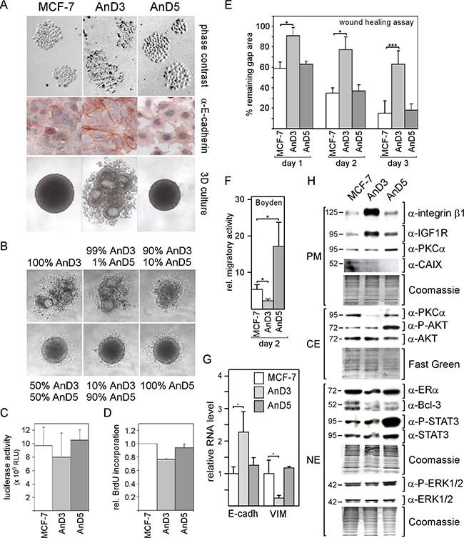 MCF-7 cell line-derived sublines AnD3 and AnD5 show strong difference in cellular morphology, spheroid formation ability and migration activity.