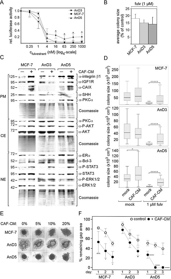 Responses of AnD3 and AnD5 cells to fulvestrant and CAF-CM.