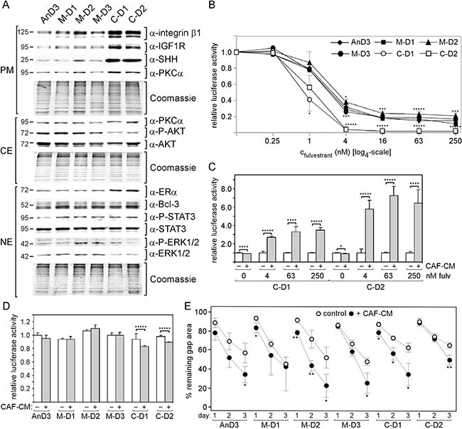 Exposure to CAF-CM during fulvestrant-forced dormancy changes protein expression and fulvestrant sensitivity of AnD3 cells.