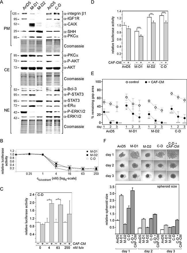 Exposure to CAF-CM during fulvestrant-forced dormancy changes protein expression and fulvestrant sensitivity of AnD5 cells.