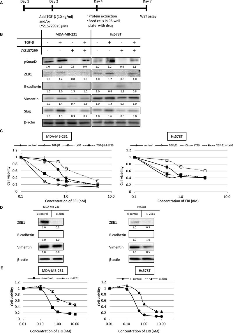 Effects of epithelial-mesenchymal switch on the expression of epithelial/mesenchymal markers and sensitivity to eribulin in MDA-MB-231 and Hs578T cells.