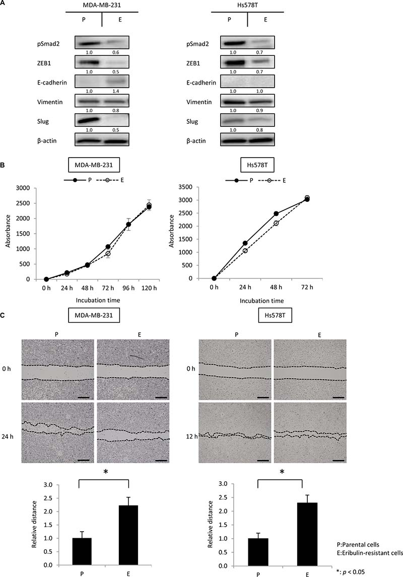 The mesenchymal phenotype was maintained in eribulin-resistant MDA-MB-231 and Hs578T cells.