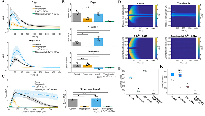 Quantification of zero calcium and thapsigargin treated groups.