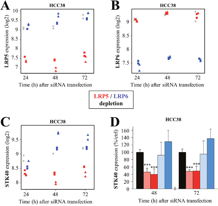 LRP5 regulates STK40 expression at the transcriptomic level.