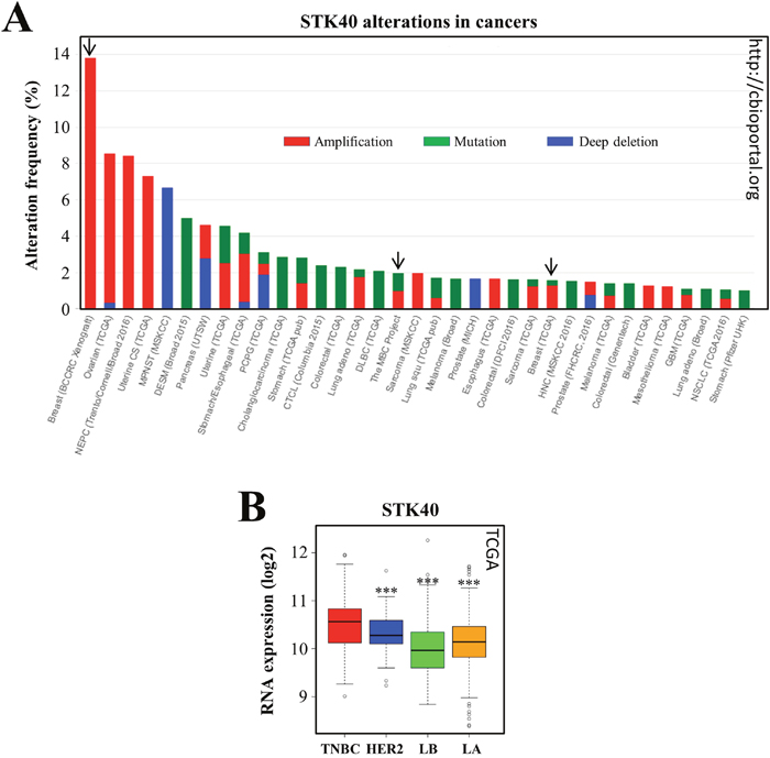 STK40 is amplified/mutated in various tumors and more strongly expressed in TNBC than in other subtypes of breast cancer.