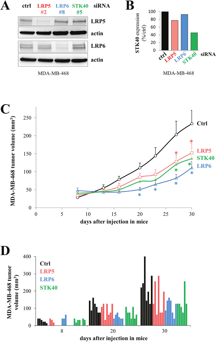 The depletion of LRP5, LRP6 or STK40 delays tumor growth.