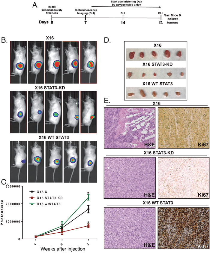 Effect of STAT3-KD on GBMX16 GIC tumorigenicity.