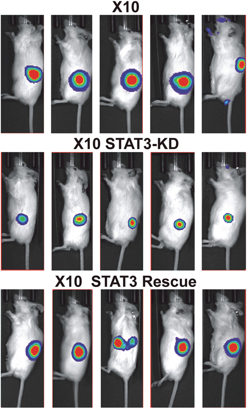 Effect of expression STAT3-KD and expression of WT- STAT3 on GBMX10 GIC tumorigenicity.