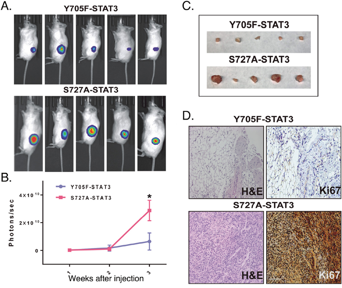 Effect of expression of STAT3 mutants on GBMX16 STAT3-KD GIC tumorigenicity.
