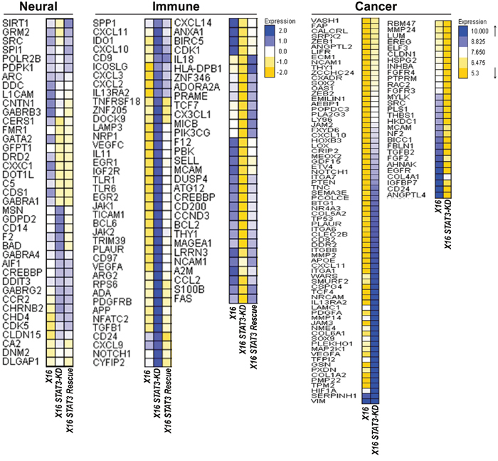 Effect of STAT3-KD on gene expression as determined by Nanostring array panels.