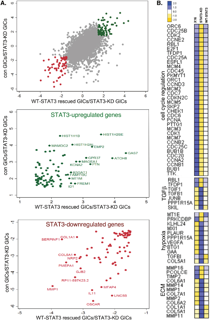 Effect of STAT3-KD on gene expression as determined by RNA-Seq.