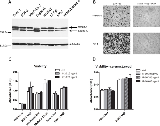 Functional effects of IP-10 on PCCs.