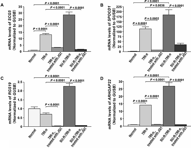 Effects of JQ1 treatment on the expression of SCG5, SPOCD1, RGS19, and ARHGAP22 mRNAs in 786-o and SU-R-786-o cells.