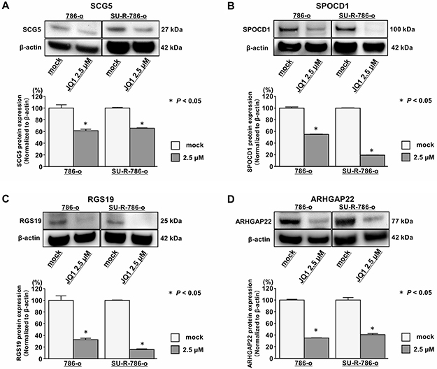 Effects of JQ1 treatment on the expression of SCG5, SPOCD1, RGS19, and ARHGAP22 proteins in 786-o and SU-R-786-o cells.