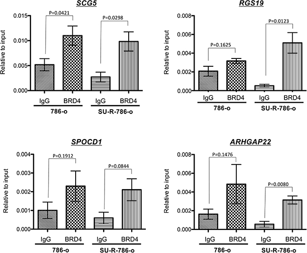 BRD4 bound to the promoter regions of SCG5, SPOCD1, RGS19, and ARHGAP22 genes.