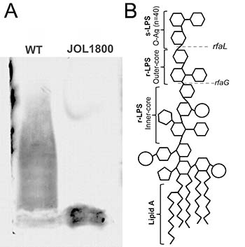 Salmonella LPS smooth and rough.