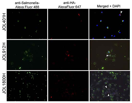 Fluorescence microscopic observed of delivered antigen display on mock infected macrophages.