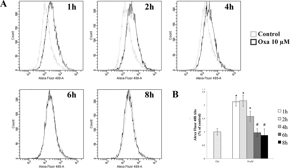 Evaluation of ROS generation.